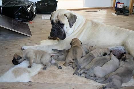 Bullmastiff Bullsaints Aurea The Gent billede 3