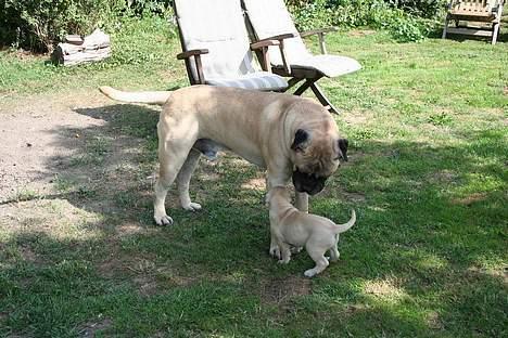 Bullmastiff Hera billede 6