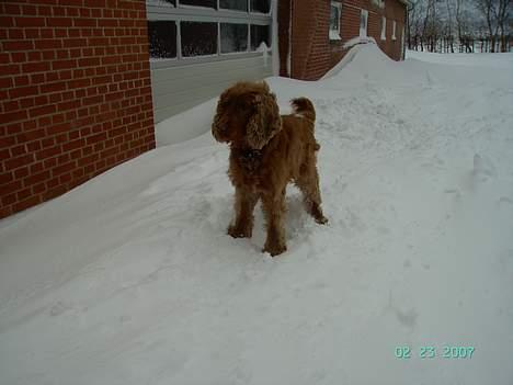 Cocker spaniel Kira - Vores Kira pige :). billede 11
