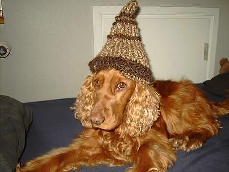 Cocker spaniel Kira - Kira med sin dejlige hat. :) billede 12
