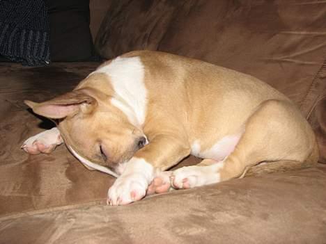 Bullterrier miniature Rocco billede 7