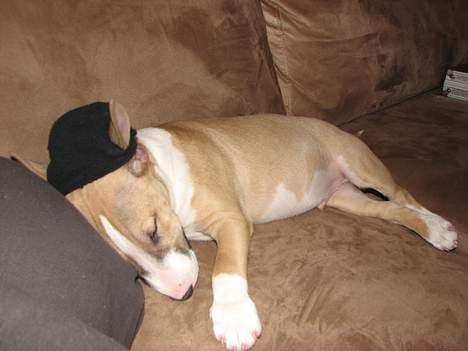 Bullterrier miniature Rocco billede 8