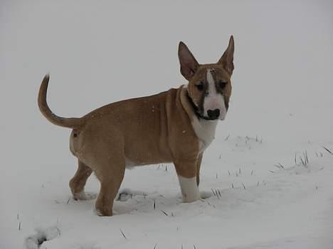 Bullterrier miniature Rocco billede 9