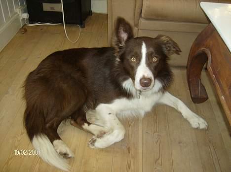 Border collie rex billede 6
