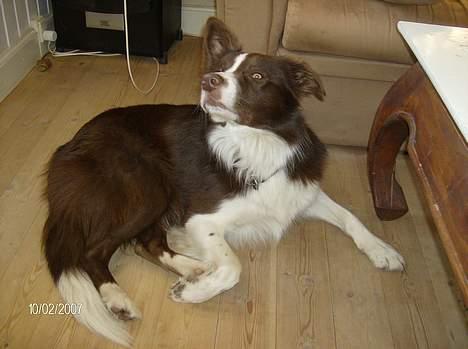 Border collie rex billede 7