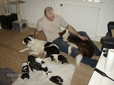 Border collie rex billede 8