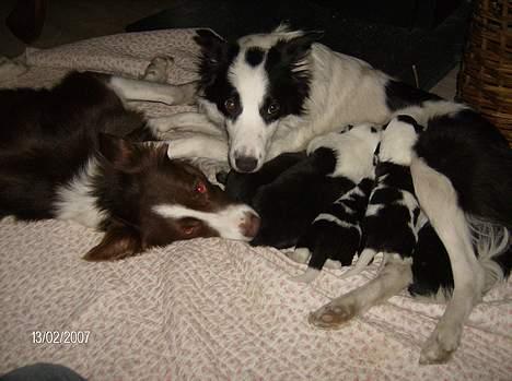 Border collie rex billede 9