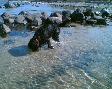 Blanding af racer Titti - På stranden i vandet :) Foto: Mig billede 18