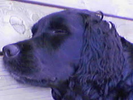 Blanding af racer Titti - Sover på terassen..  Foto: Mig billede 19