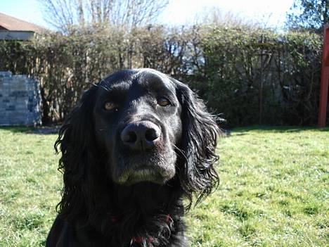 Blanding af racer Titti - Forår (:  14-04-07 Foto: Mig billede 20