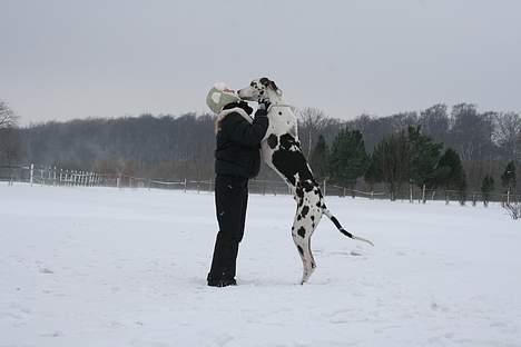 Grand danois Mozart - 22/2-07 billede 13