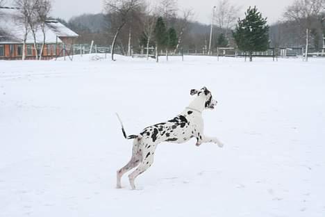 Grand danois Mozart - 22/2-07 billede 14