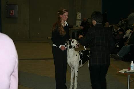 Grand danois Mozart - DKK udstilling i Odense 18/2-07 billede 15