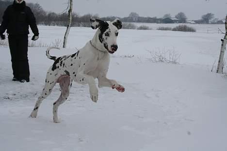 Grand danois Mozart - 22/2-07 billede 16