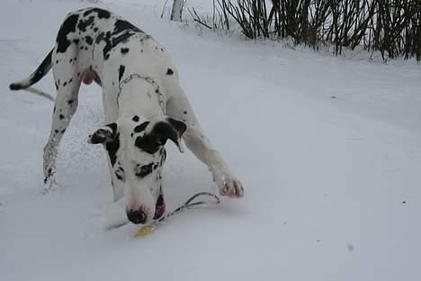 Grand danois Mozart billede 17