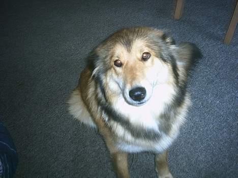 Blanding af racer Chili - o0Prøver i nu til igen??0o billede 6