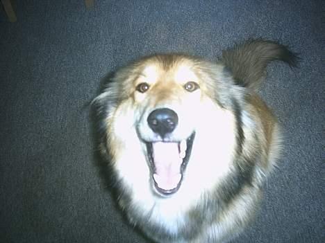 Blanding af racer Chili - HA HA HA!! Far spiste den ærte! o0( Godt det ikke er mig:D )0o billede 7