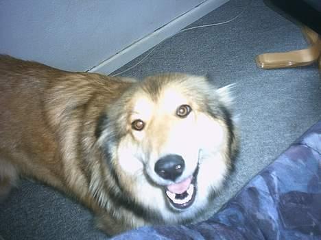 Blanding af racer Chili - hæhæ... hvis de da bare kunne se hvordan du springer rundt for at fange mig ville de skrige af grin.. thi hi billede 8