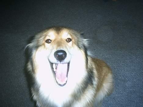 Blanding af racer Chili - haha... var isen glat?? billede 9