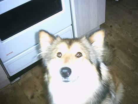 Blanding af racer Chili - orv!! en flue!!!  (bzzz) billede 10