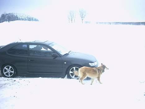 Blanding af racer Chili - dejligt med sne... elsker at lege med far herude... billede 11