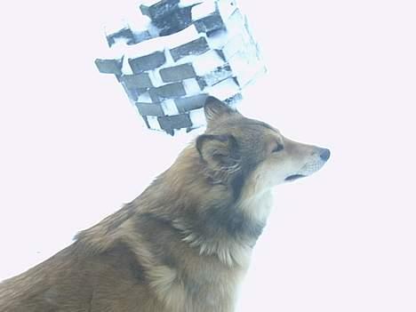 Blanding af racer Chili - hvor er sneen dog flot... billede 12