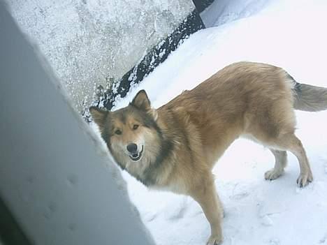 Blanding af racer Chili - ups.. de fangede mig i vinduet...  billede 13