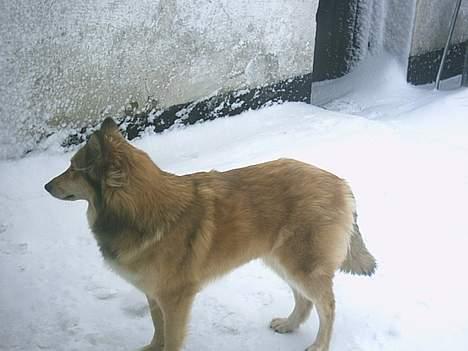 Blanding af racer Chili - uhh... koldt for fødderne! vil gerne ind nu far... billede 14