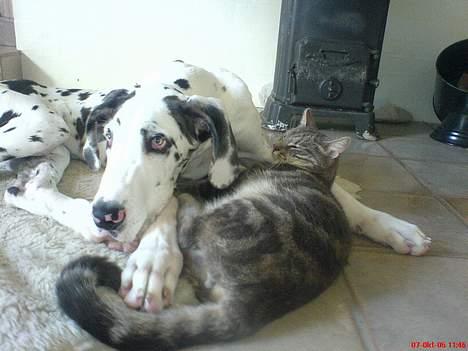 Grand danois Mozart billede 18