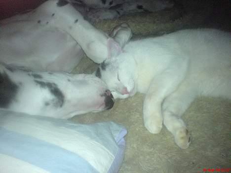 Grand danois Mozart billede 19