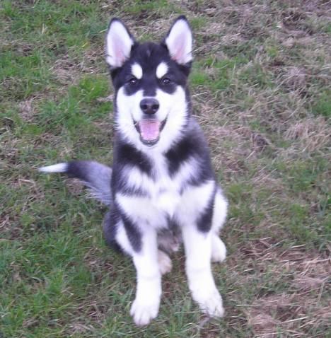 Alaskan malamute Simba - Hejza alle sammen en lille hilsen fra min familie og jeg billede 1