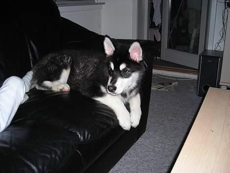 Alaskan malamute Simba - Hej har i lige set mig - sidder lige og hygger mig sammen med Nichlas  billede 2