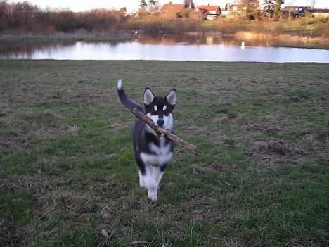 Alaskan malamute Simba billede 3