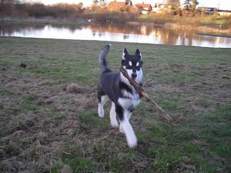 Alaskan malamute Simba - Elsker simpelhen at lege med pind - kom så far kast igen!!!  billede 4