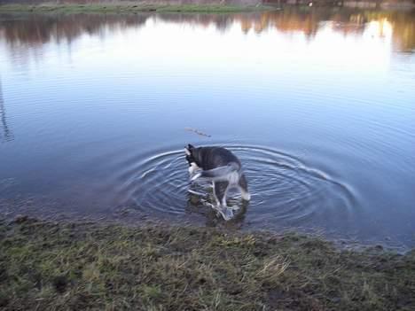 Alaskan malamute Simba billede 5