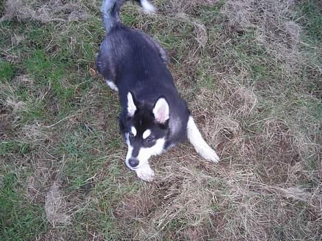 Alaskan malamute Simba billede 6