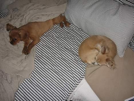 Chihuahua Chili - "en kort...en lang..." billede 18