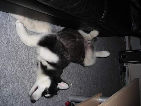Alaskan malamute Simba - Der er ikke noget som en ynglings plads hvor man kan slænge sig billede 7