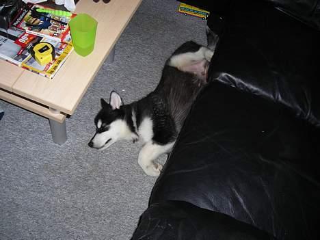 Alaskan malamute Simba billede 8