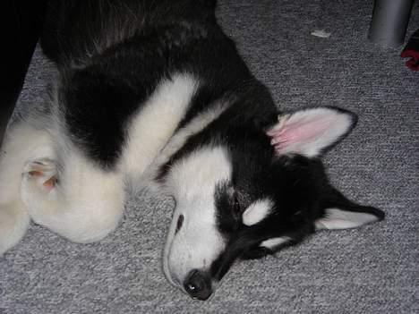 Alaskan malamute Simba billede 9