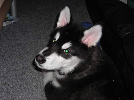 Alaskan malamute Simba billede 10