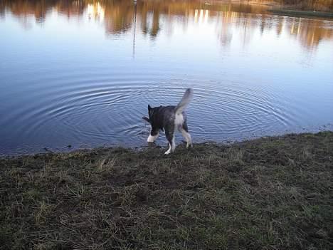Alaskan malamute Simba billede 11