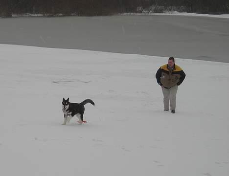 Alaskan malamute Simba - Så kom snen JUBIII billede 12