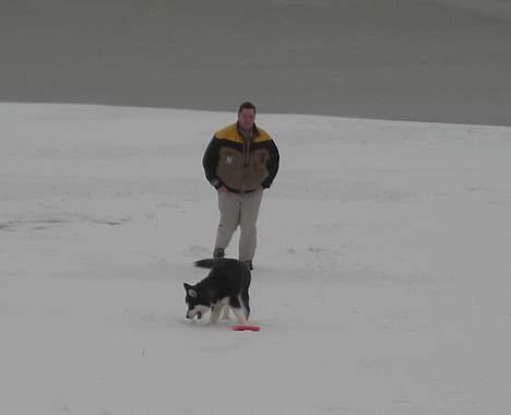 Alaskan malamute Simba billede 13
