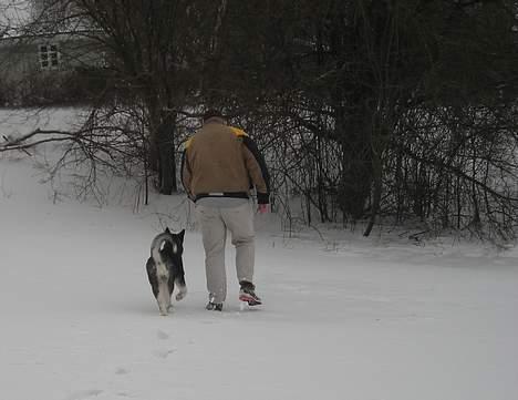 Alaskan malamute Simba billede 14