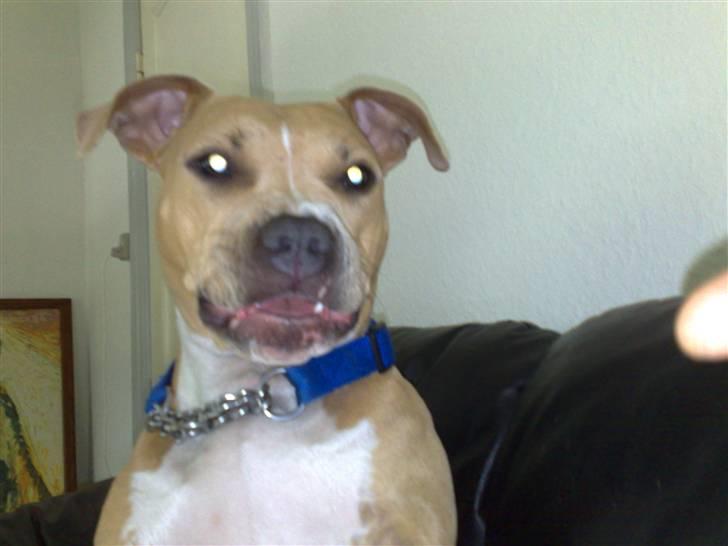 Amerikansk staffordshire terrier Mille billede 8