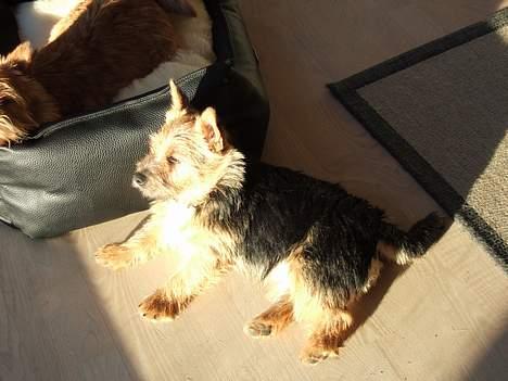 Norwich terrier Freja - Uhm.....hvor er det dejligt at sole sig. billede 8
