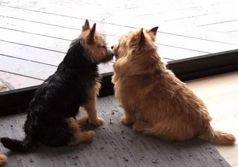 Norwich terrier Freja - Han er da for lækker... jeg bliver nødt til at kysse Næsehornet Caspar. billede 9