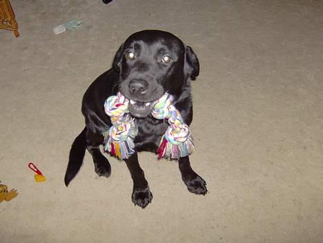 Labrador retriever Bertil - Er den ikke fin?? billede 13