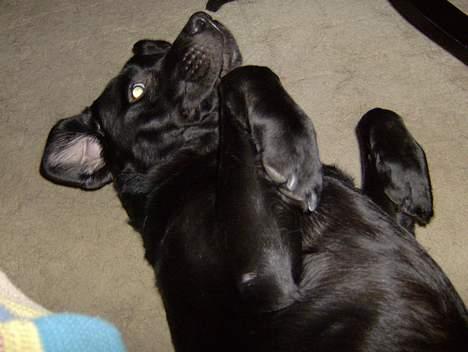 Labrador retriever Bertil - Åhh kæl mig lidt billede 14